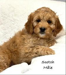 CHIOTS MINI COCKAPOO F1B PUPPIES Micropucés - Photo 4