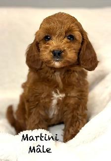 CHIOTS MINI COCKAPOO F1B PUPPIES Micropucés - Photo 5