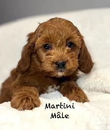 CHIOTS MINI COCKAPOO F1B PUPPIES Micropucés - Photo 6