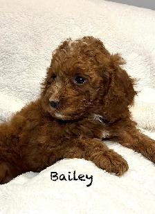 CHIOTS MINI COCKAPOO F1B PUPPIES Micropucés - Photo 7