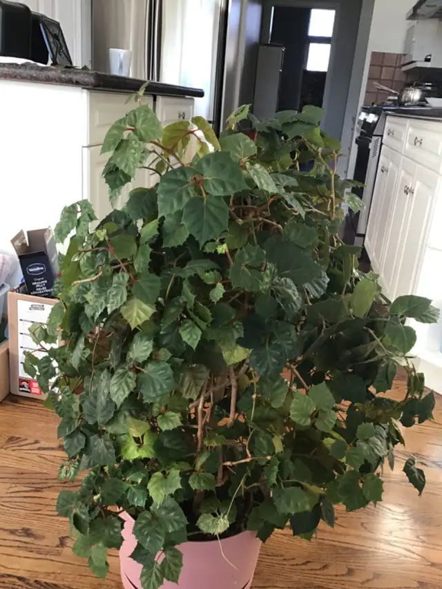 Large House Plant