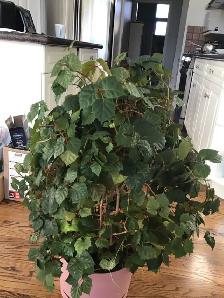 Large House Plant