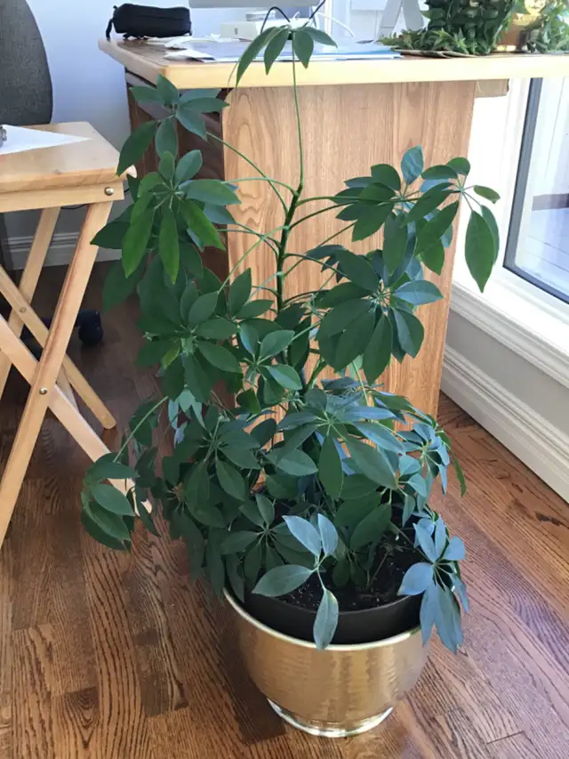 Schefflera Plant