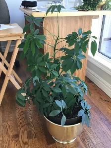 Schefflera Plant