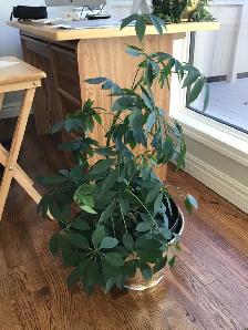 Schefflera Plant - Photo 2