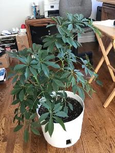 Schefflera Plant