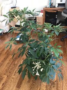 Schefflera Plant - Photo 2