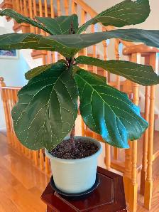 Fiddle Leaf Fig Plant-$18