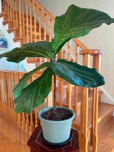 Fiddle Leaf Fig Plant-$18 - Photo 5