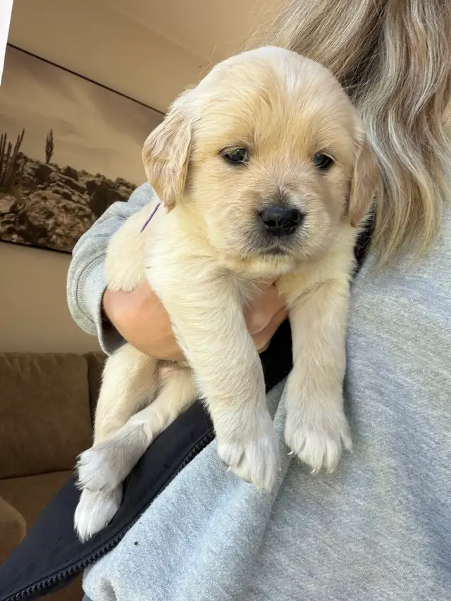 Golden retriever