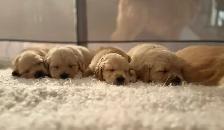 Golden retriever - Photo 2