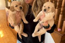 Golden retriever - Photo 3