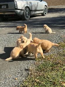 Golden retriever - Photo 4