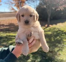 Golden retriever - Photo 5
