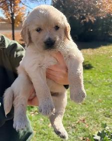 Golden retriever - Photo 6