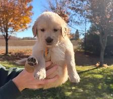 Golden retriever - Photo 7