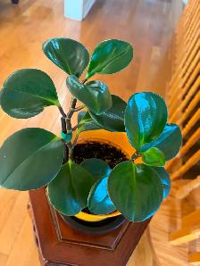 Baby Rubber Plant-$18 - Photo 2