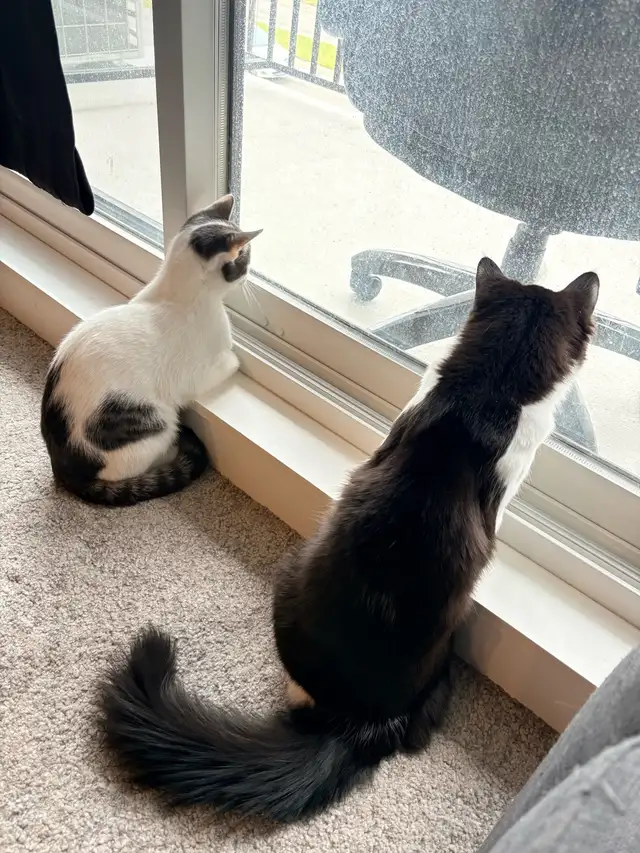 3 Cats for Adoption (Read Description)