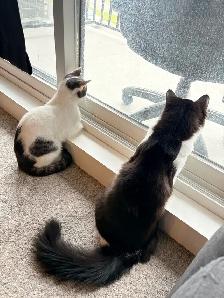 3 Cats for Adoption (Read Description)