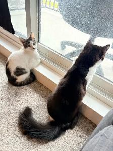 3 Cats for Adoption (Read Description) - Photo 2