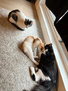 3 Cats for Adoption (Read Description) - Photo 3