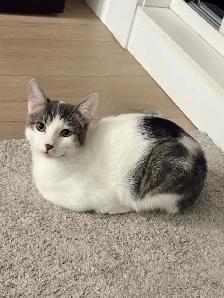 3 Cats for Adoption (Read Description) - Photo 5