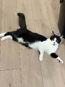 3 Cats for Adoption (Read Description) - Photo 6