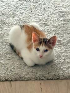 3 Cats for Adoption (Read Description) - Photo 7