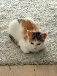 3 Cats for Adoption (Read Description) - Photo 8