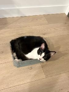 3 Cats for Adoption (Read Description) - Photo 9