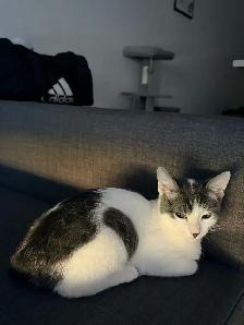 3 Cats for Adoption (Read Description) - Photo 10
