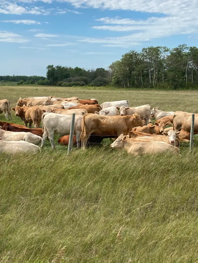 Bred Heifers