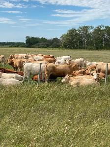 Bred Heifers