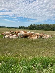 Bred Heifers - Photo 2