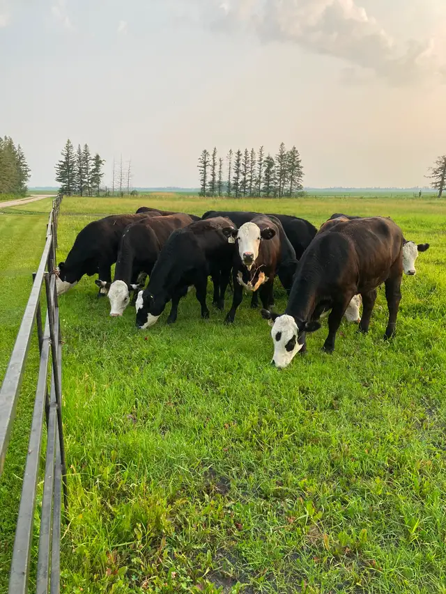 Bred Heifers