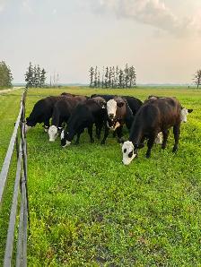 Bred Heifers