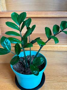 ZZ Plant-$18 - Photo 2