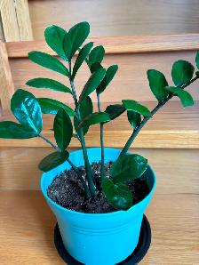 ZZ Plant-$18 - Photo 3