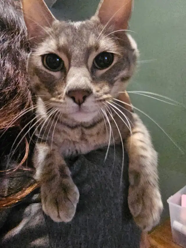 Bliss, looking for a good home!