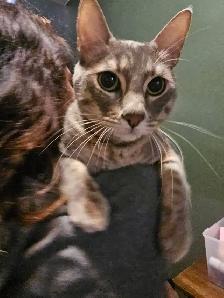 Bliss, looking for a good home! - Photo 2