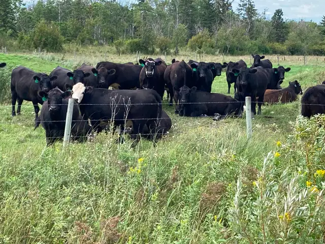 Bred Heifers