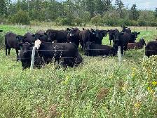 Bred Heifers