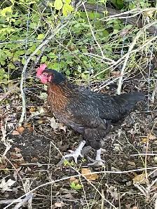 Black laying hens