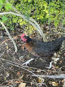 Black laying hens - Photo 2