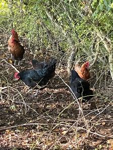 Black laying hens - Photo 3