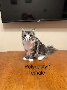 Maine Coon Kittens
