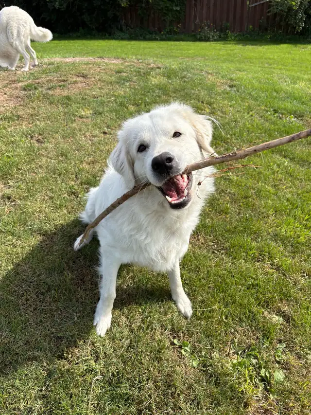 dog for rehoming