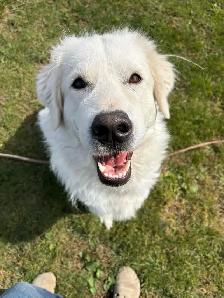 dog for rehoming - Photo 2