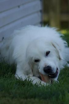 dog for rehoming - Photo 3