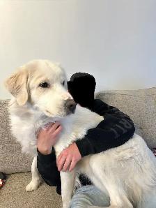 dog for rehoming - Photo 4